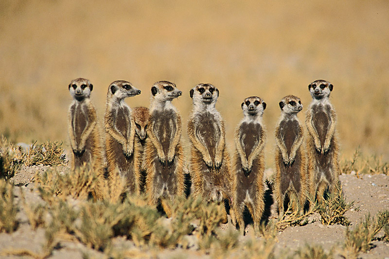 Botswana award supply of electrical cables for the UN International